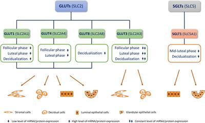 Endometrial Glucose Transporters in Health and Disease